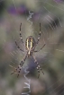 Araignées Argiope frelon (Argiope bruennichi)