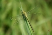 Insectes Gomphe joli (Gomphus pulchellus)