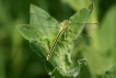 Insectes Gomphe joli (Gomphus pulchellus)