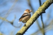 Oiseaux Grosbec casse-noyaux (Coccothraustes coccothraustes)