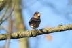 Oiseaux Grosbec casse-noyaux (Coccothraustes coccothraustes)