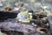 Oiseaux Mésange charbonnière (Parus major)