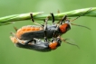 Insectes Cantharide rustique (Cantharis rustica)