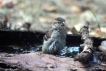 Oiseaux Moineau domestique (Passer domesticus)