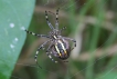 Araignées Argiope frelon (Argiope bruennichi)