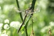 Insectes Gomphe joli (Gomphus pulchellus)