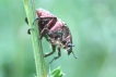 Insectes Cétoine dorée (Cetonia aurata)