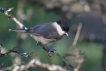 Oiseaux Mésange nonnette (Poecile palustris)