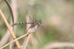 Insectes Gomphe à pinces (Onychogomphus forcipatus)