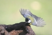 Oiseaux Mésange charbonnière (Parus major)