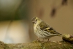 Oiseaux Tarin des aulnes (Carduelis spinus)