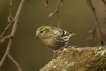 Oiseaux Tarin des aulnes (Carduelis spinus)