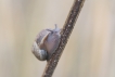 Autres Escargot petit gris (Helix aspesa Müller)