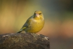 Oiseaux Verdier d\'Europe (Chloris chloris)