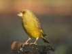 Oiseaux Verdier d\'Europe (Chloris chloris)