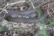 Reptiles Couleuvre verte et jaune (Hierophis viridiflavus)