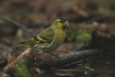 Oiseaux Tarin des aulnes (Carduelis spinus)