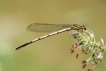 Insectes Agrion blanchâtre (Platycnemis latipes)