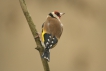 Oiseaux Chardonneret élégant (Carduelis carduelis)