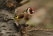 Oiseaux Chardonneret élégant (Carduelis carduelis)