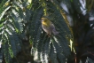 Oiseaux Roitelet triple bandeau (Regulus ignicapilla)