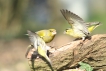 Oiseaux Verdier d\'Europe (Chloris chloris) Tarin des aulnes (Carduelis spinus)