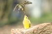 Oiseaux Verdier d\'Europe (Chloris chloris) Tarin des aulnes (Carduelis spinus)