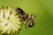 Insectes Thomise globuleux ou Araignée Napoléon (Synaema globosum) Formicidae sp.