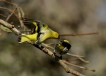 Oiseaux Tarin des aulnes (Carduelis spinus)