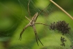 Araignées Pisaure admirable (Pisaura mirabilis)