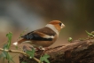 Oiseaux Grosbec casse-noyaux (Coccothraustes coccothraustes)