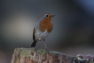 Oiseaux Rouge-gorge familier (Erithacus rubecula)