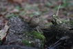 Oiseaux Troglodyte mignon (Troglodytes troglodytes)