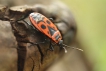 Insectes Gendarme (Pyrrhocoris apterus)