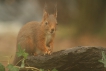 Mammifères Ecureuil roux (Sciurus vulgaris)