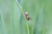 Insectes Roeseliana (= Metrioptera) roeselii immature