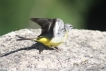 Oiseaux Bergeronnette des ruisseaux (Motacilla cinerea)