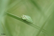 Amphibiens Rainette verte (Hyla arborea)