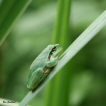 Amphibiens Rainette verte (Hyla arborea)