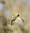 Oiseaux Verdier d\'Europe (Chloris chloris)