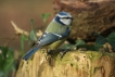 Oiseaux Mésange bleue (Cyanistes caeruleus)