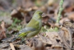 Oiseaux Verdier d\'Europe (Chloris chloris)