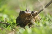 Amphibiens Crapaud commun (Bufo bufo)