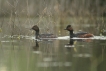 Oiseaux Grèbe à cou noir (Podiceps nigricollis)