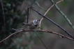 Oiseaux Mésange huppée (Lophophanes cristatus)