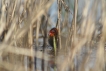 Oiseaux Foulque macroule (Fulica atra)