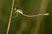 Insectes Leste sauvage (Lestes barbarus)