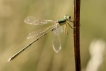 Insectes Leste sauvage (Lestes barbarus)