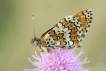 Insectes Mélitée du plantain (Melitaea cinxia)