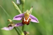 Flore Ophrys abeille (Ophrys apifera)